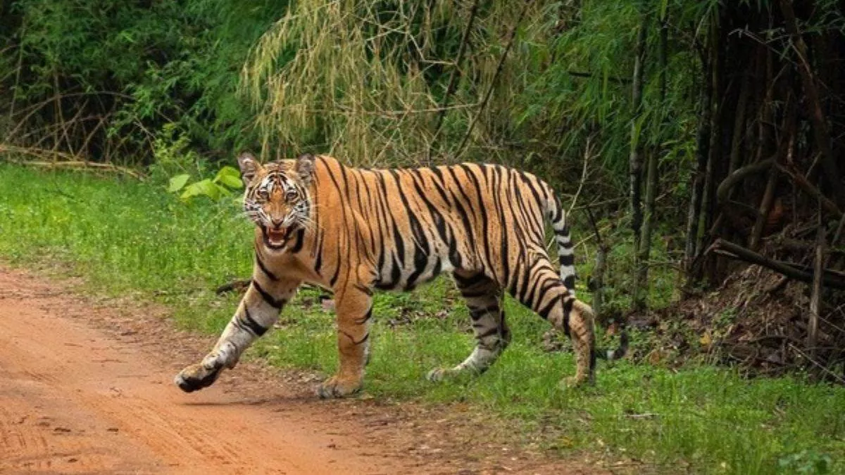 Almora: सल्ट में फिर गुलदार आतंक, वन विभाग अलर्ट
