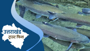 पहली बार अंतरराष्ट्रीय बाजार में ट्राउट मछली का निर्यात