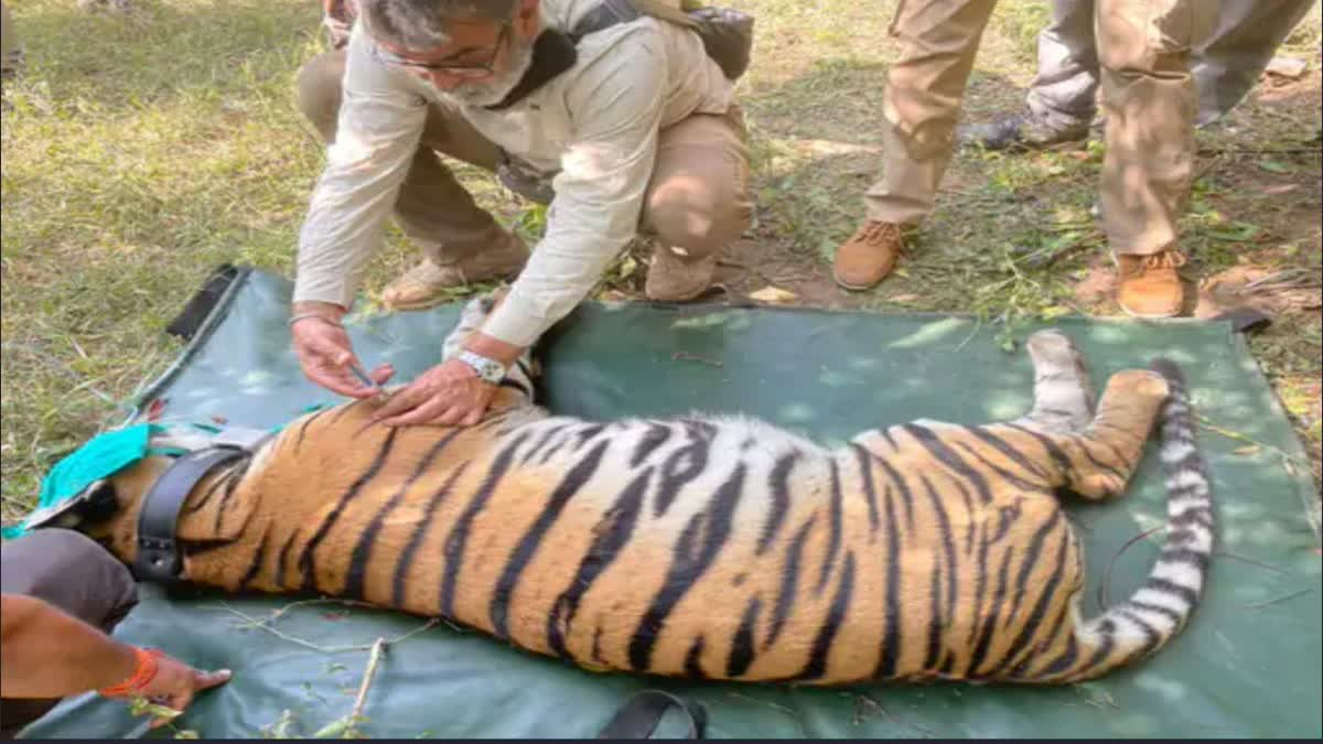 कालाढूंगी में घायल बाघिन का रेस्क्यू, वन विभाग ने इलाज के लिए पीपलपड़ाव भेजा